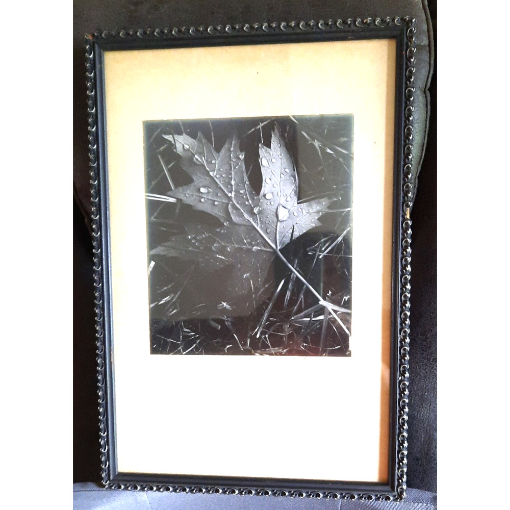 Vintage Black White Nature Photo Maple Leaf in Rain Signed Steve Van Allen 1974